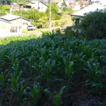 HARMONIA/RS - VENDA-DIRETA: TERRENO EM HARMONIA/RS: UM TERRENO COM A SUPERFÍCIE DE 1.678,06M², SEM BENFEITORIAS, SITUADO NA ZONA URBANA DA CIDADE DE HARMONIA, SEM QUARTEIRÃO FORMADO, MEDINDO E CONFORTANDO-SE: AO NORTE, ONDE MEDE 80,80M, COM FLÁVIO PEDRO WEBER; AO SUL, ONDE MEDE 87,00M COM EDGAR SOST; A OESTE, ONDE MEDE 20,00 COM FLAVIO PEDRO WEBER, E A LESTE ONDE MEDE 21,00M COM WUNIBALDO ORTH. MATRÍCULA N° 20.636 DO CRI DE SÃO SEBASTIÃO DO CAÍ. ACEITA-SE PARCELAMENTO ATUALIZADO (ATÉ 15 VEZES). IMÓVEL AVALIADO EM R$270.000,00.